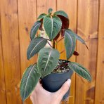 Netýkavka (Impatiens morsei) ‘Velvetea’– výška 15–20 cm, kont. C1L